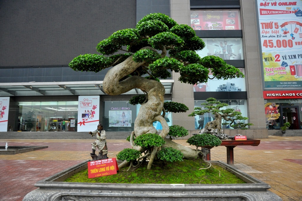 Tác phẩm Thiên long vũ hội của tác giả Toàn Thu (Việt Trì - Phú Thọ)