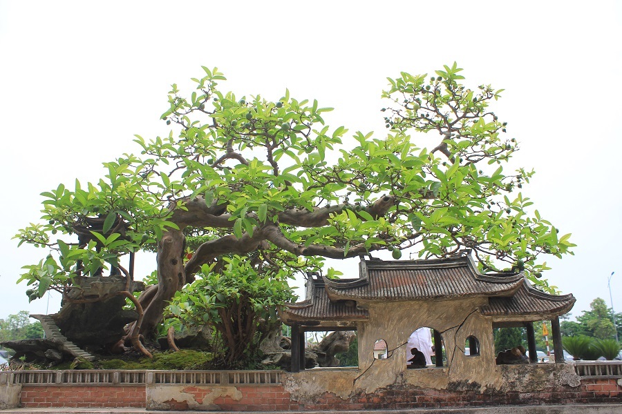 Ông Anh Lê cho hay nhiều người trả giá tác phẩm này lên tới 1 tỷ đồng nhưng ông chưa có ý định bán cho bất kỳ ai.