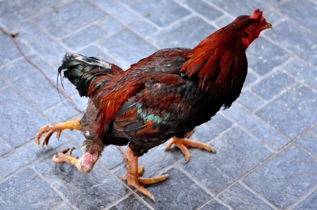 
Con gà đặc biệt này thuộc sở hữu của anh Trần Bảo Trung (34 tuổi, Tây Hồ, Hà Nội). Anh Trung cho biết, anh được tặng con gà này từ một người bạn trong chuyến công tác Tuyên Quang cách đây 4 tháng. Điểm đặc biệt ở con gà này là có thêm 2 chân phía sau.
