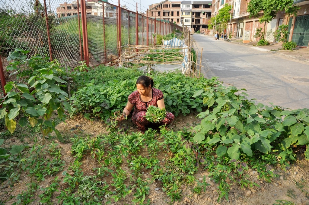 
Bà Lưu (nhà ở khu vực Tân Triều) cho hay, vườn rau nhà bà rộng khoảng 15m2, được tận dụng ngay trên vỉa hè tại khu đô thị. Để có được vườn rau xanh tốt này, bà phải đầu tư mua xe chở đất và ủ phân lót ở bên dưới. Ở đây, nhà nào cũng trồng rau như thế này, khi nào có người ở mà cần đòi lại vỉa hè thì tôi lại dỡ vườn rau đi, bà Lưu nói.
