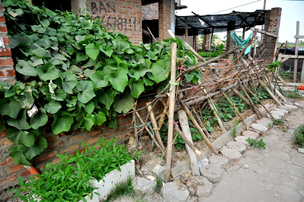 
Rau bí mọc um tùm trên cửa sổ một căn biệt thự bỏ hoang.
