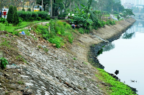 
Khoảng vài năm trở lại đây, nhiều gia đình sống cạnh sông Tô Lịch (Hà Nội) đã tận dụng những khoảng trống ít ỏi ở hai bên bờ sông để gieo hạt, trồng rau xanh cung cấp cho bữa ăn gia đình
