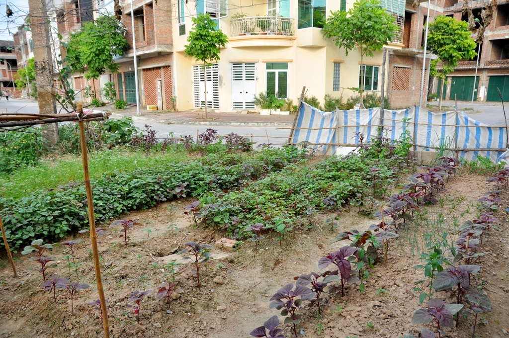 
Ở khu đô thị Tân Triều (Hà Đông), người dân còn tận dụng cả vỉa hè để trồng rau sạch.
