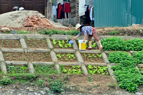
Rau được trồng cạnh bờ sông ô nhiễm, song phát triển tươi tốt và không có sâu bọ. Người dân ở đây cho hay họ tự tay chăm sóc, dùng nước để tưới nên đảm bảo là rau sạch 100%.
