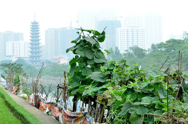 
Những ngọn rau bí xanh tốt mọc quanh bờ sông.
