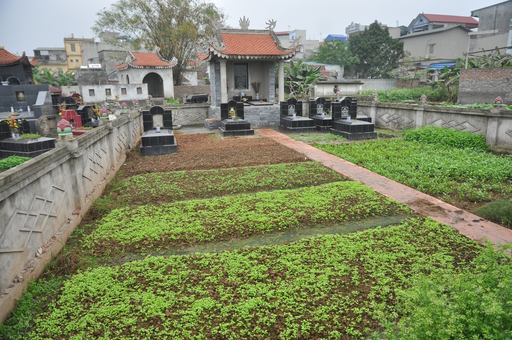 
Khu vực đất thuộc nghĩa trang của huyện Thường Tín cũng được người dân tận dụng để trồng đủ các loại rau.
