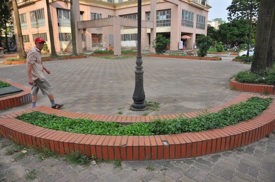 
Khuôn viên vườn hoa trong khu đô thị Định Công (Hà Nội) cũng được người dân trồng kín các loại rau.
