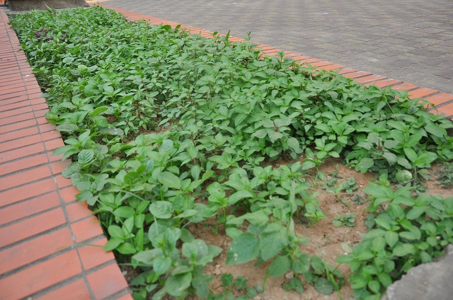 
Những luống rau mùng tơi, rau đay bắt đầu lên xanh tốt.
