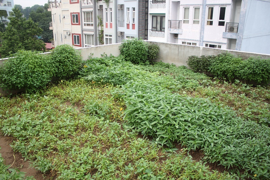 Muôn kiểu trồng rau sạch độc đáo của người Hà Nội - 13