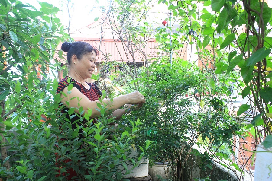 
Vườn rau trên sân thượng của gia đình bà Trần Thị Toàn ở Tập thể Tổng cục II, Xuân Tảo, Bắc Từ Liêm (Hà Nội). Trên khoảng không gian rộng khoảng 40m2, bà Toàn trồng đủ các loại rau từ: bầu, bí, đu đủ, ớt, chanh đến các loại rau ngắn ngày như: mùng tơi, rau đay, cải, ngót… Vườn rau nhà bà Toàn đủ cung cấp thực phẩm cho gia đình gồm 6 thành viên nên gần như bà Toàn không phải đi chợ bao giờ.
