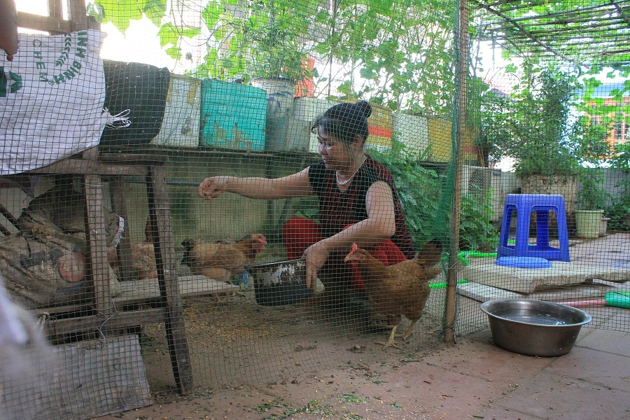 
Ngoài trồng rau, bà Toàn còn nuôi gà ngay trên sân thượng. Hiện trong chuồng có khoảng 7 con gà, chủ yếu là gà đẻ trứng. Trung bình, mỗi tháng số gà này cũng cung cấp hàng chục trứng gà sạch cho gia đình.
