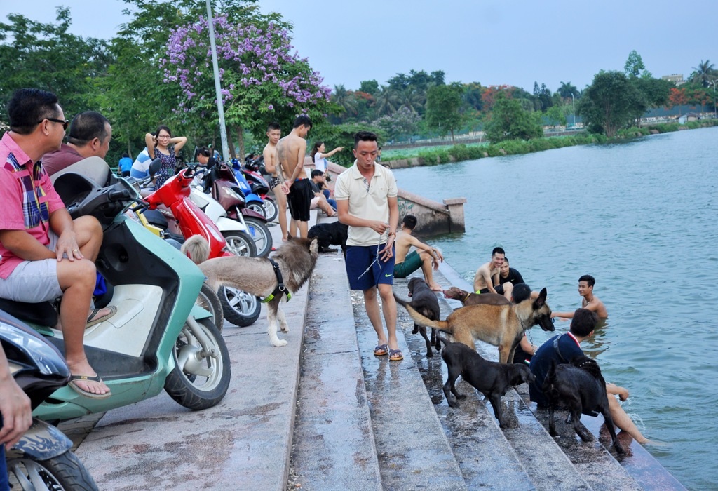 
Chó cưng cũng được chủ nhân đưa đi tắm giải nhiệt.
