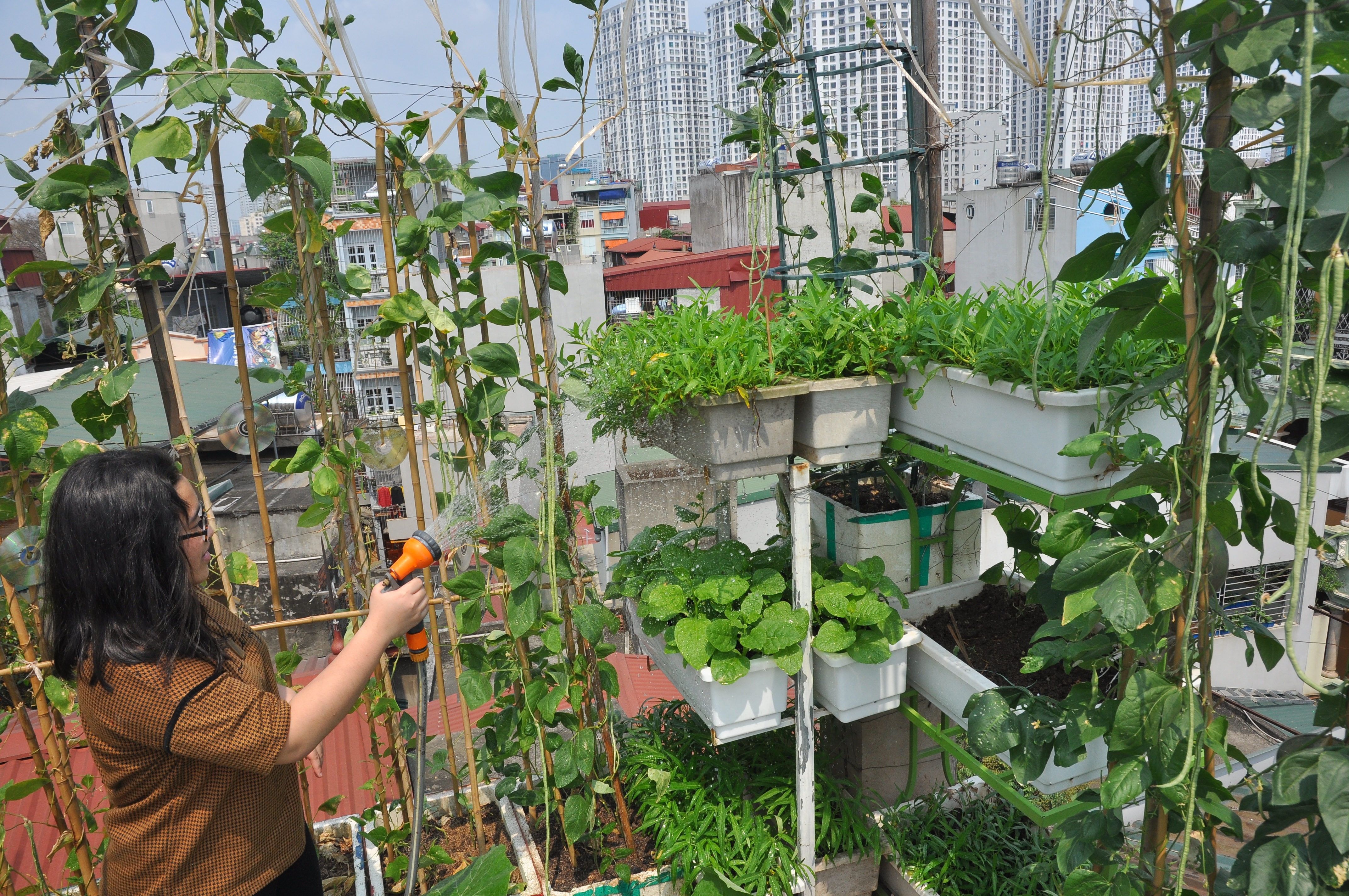 
Vườn rau trên sân thượng nhà chị Hương (Thanh Xuân – Hà Đông) được trồng trong các thùng xốp và nhựa. Diện tích vườn rau chưa đến 10m2 nhưng được chị Hương thiết kế thành các giá treo nên tận dụng được hết khoảng không bỏ trống.
