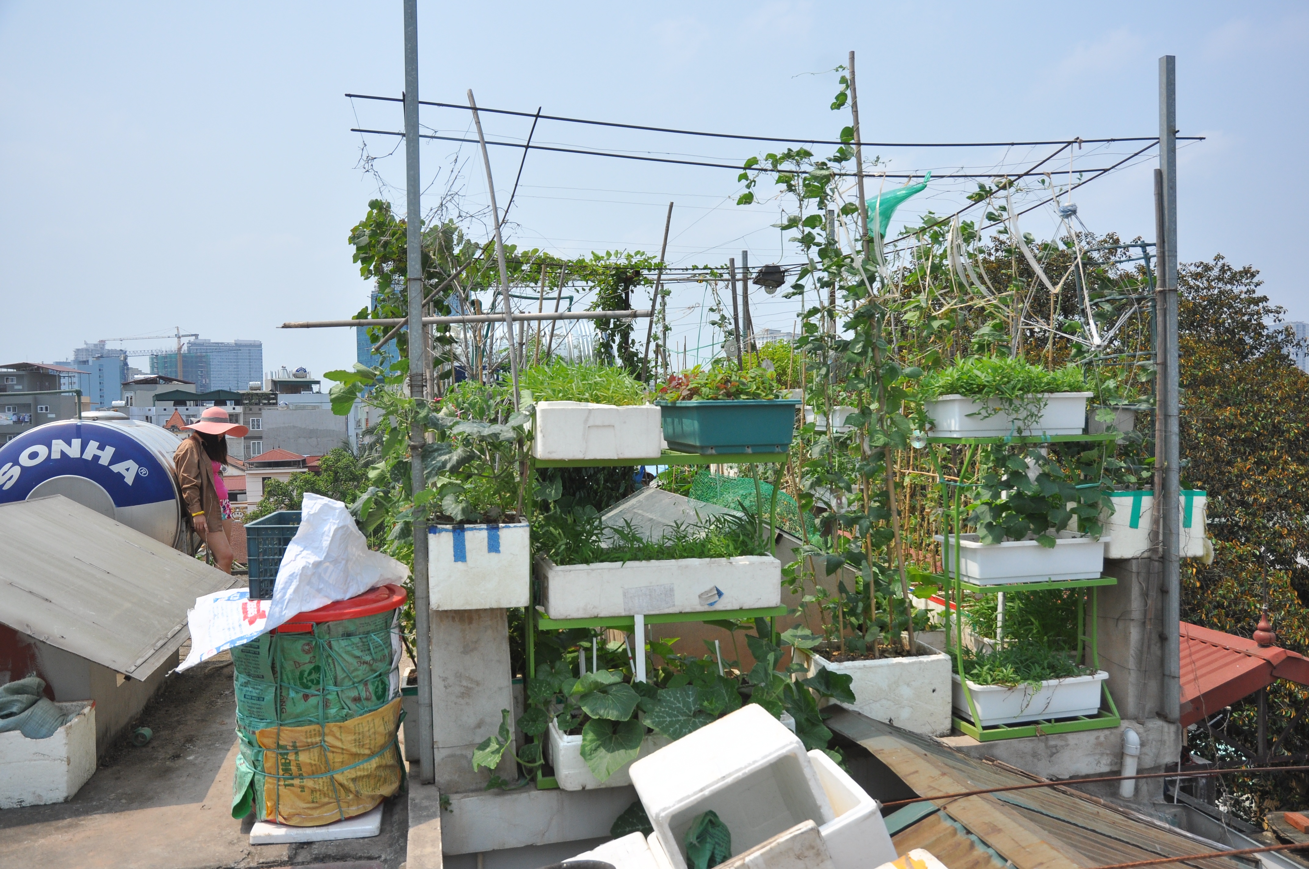 
Vườn rau xanh tốt quanh năm với đủ loại rau từ các rau ngắn ngày như: rau muống, cải, rau mùng tơi đến các loại củ, quả…
