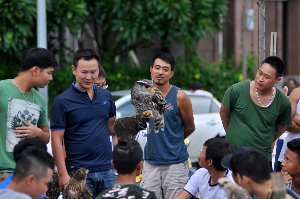 
Rất nhiều loại chim quý như dòng chim Ưng Ấn, Harris Hawk, Diều núi, Cú đại bàng… được mang đến để so tài
