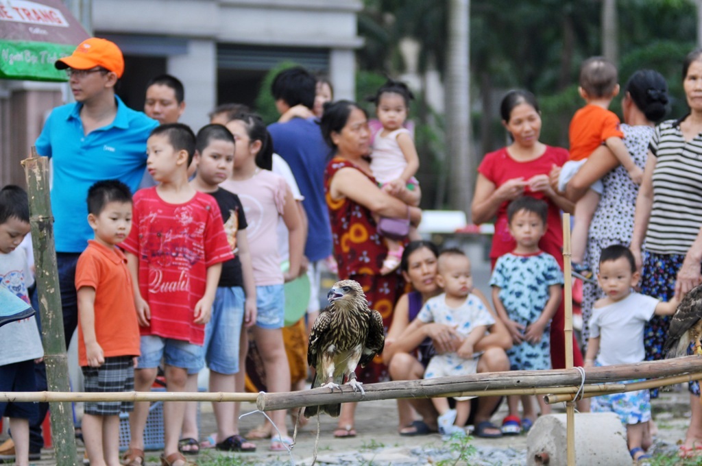 Thường thì một buổi huấn luyện chim ngoài chơi diễn ra trong khoảng 1 tiếng. Không chỉ người chơi mà nhiều người dân cũng tỏ ra thích thú khi quan sát các chú chim săn mồi biểu diễn kỹ nghệ săn bắt của mình.