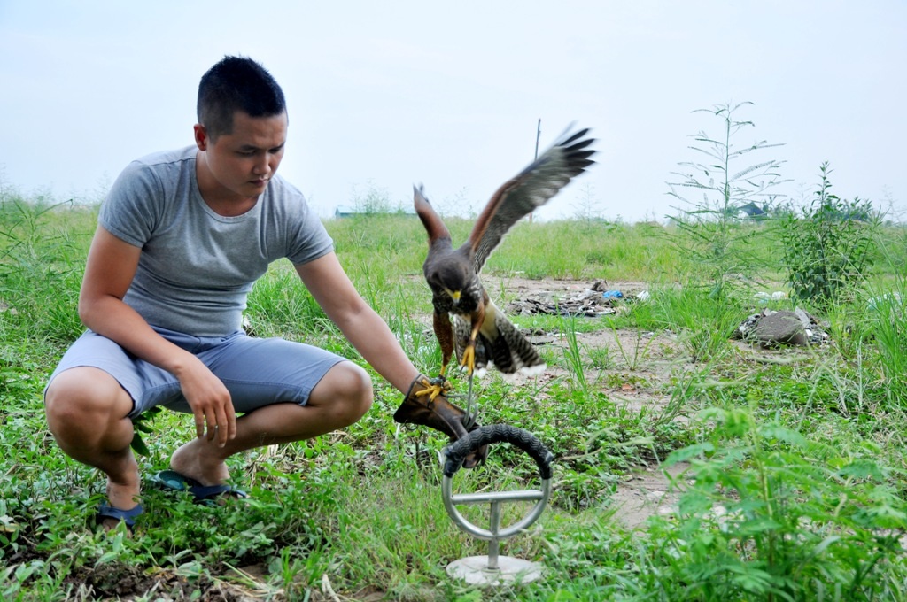 
Đối với những loài chim săn mồi, người chơi không dùng lồng nhốt mà thường dùng dây xích và cầu đứng để tránh việc chim bị rụng lông, ảnh hưởng đến độ sải cánh và tốc độ săn mồi của chúng.
