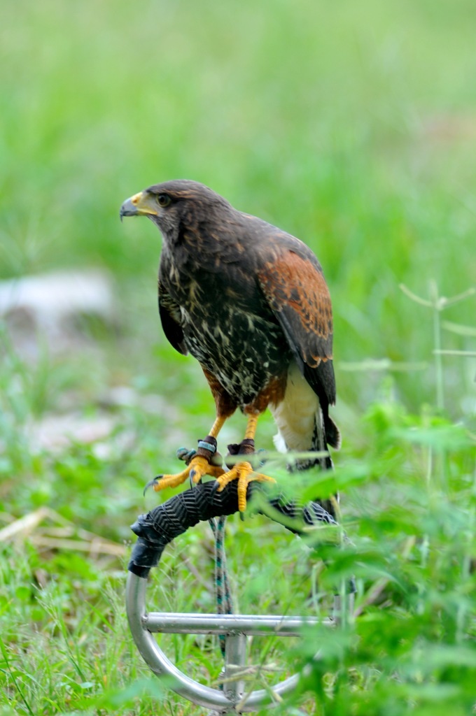 Một con Harris Hawk khá đắt đỏ và hiếm hoi ở Việt Nam.