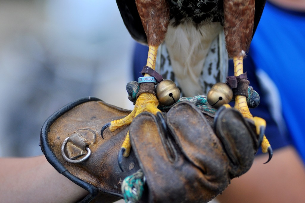 
Một con chim Harris Hawk có giá vào khoảng 2.000 đô la Mỹ, được nhập từ Thái Lan. Chim được đeo chuông lắc ở chân và có vòng đánh số để quản lý, theo dõi.
