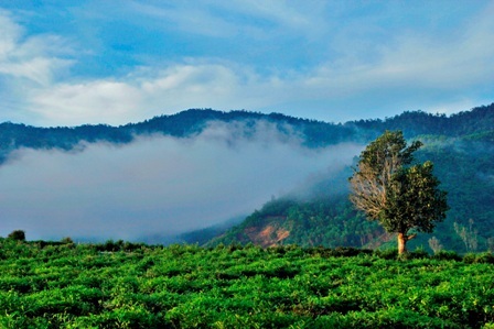 Mát xanh đồi chè hiếm hoi ở xứ Quảng - 10