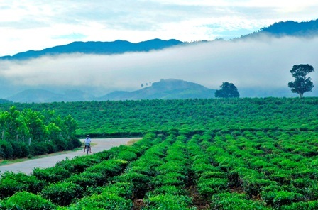 Một màu xanh đến ngút tầm mắt của đồi chè