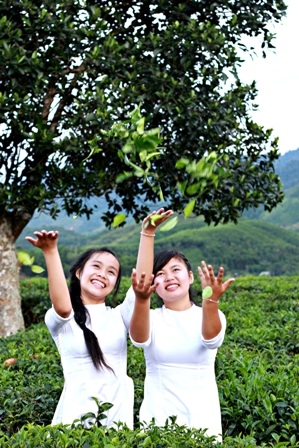 Các bạn trẻ vui chơi ở đồi chè