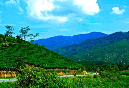 Mát xanh đồi chè hiếm hoi ở xứ Quảng - 19