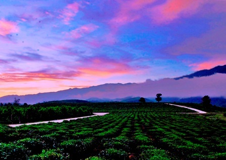 Phong cảnh thật tuyệt vời ở đồi chè