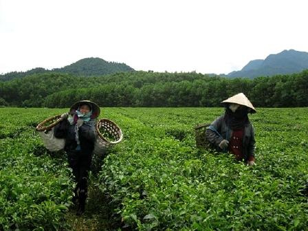Mát xanh đồi chè hiếm hoi ở xứ Quảng - 20 Công nhân thu hoạch chè