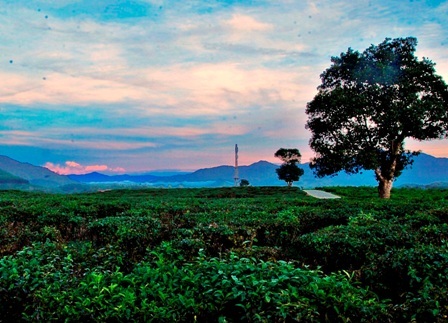 Đồi chè xanh mướt ở xã Ba, huyện Đông Giang, Quảng Nam