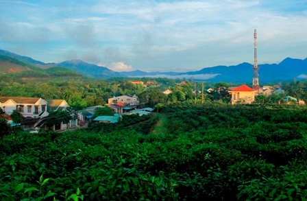 Mát xanh đồi chè hiếm hoi ở xứ Quảng - 8