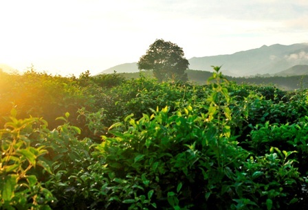 
Chè ở đây được người tiêu dùng ưa chuộng
