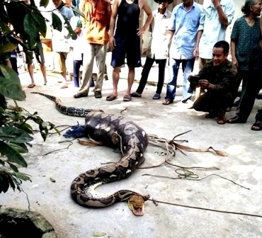 Vụ trăn “khủng” nuốt chửng bê: Đã từng nuốt nhiều bê, dê - 1
Con trăn nuốt con bê được đưa về làng