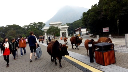Khám phá Ngong Ping 360 nổi tiếng ở Hồng Kông - 8 Khám phá Ngong Ping 360 nổi tiếng ở Hồng Kông - 8
