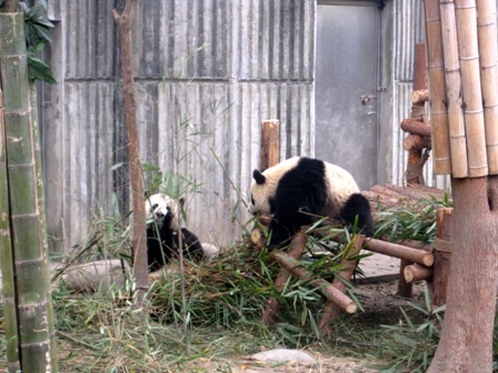 Những chú gấu trúc bên trong khu nuôi dưỡng