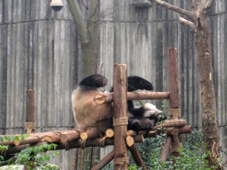 Khám phá trung tâm nuôi dưỡng gấu trúc lớn nhất thế giới - 6