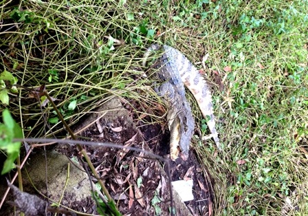 Tìm chủ sở hữu của con cá sấu "đi lạc" - 1