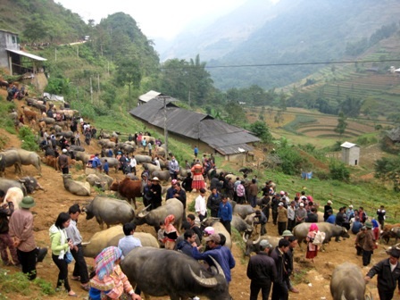 Những người ở các vùng lân cận đưa trâu ra chợ bán