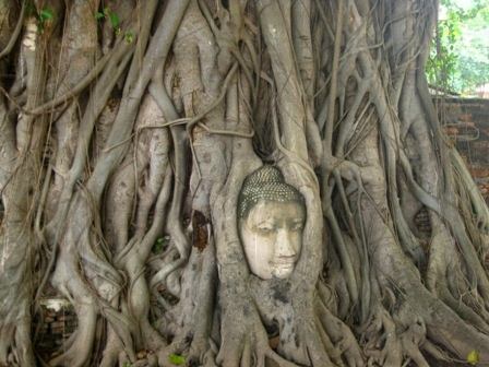 Điều thú vị khi tới Wat Mahathat là ở đó có một đầu tượng Phật bằng đá được chùm rễ cây cổ thụ ôm trọn