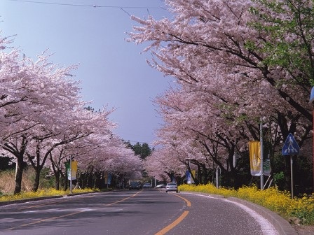 Không thể bỏ qua đảo Jeju khi đến Hàn Quốc - 2 Không thể bỏ qua đảo Jeju khi đến Hàn Quốc - 2