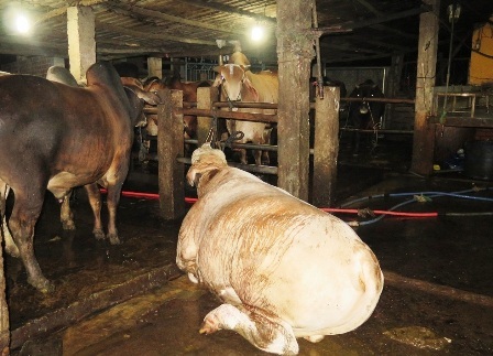 7. Quy trình chăn nuôi công nghệ cao – Điển hình Tập đoàn TH