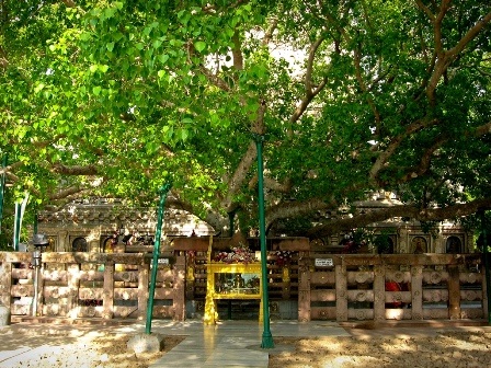 Tham quan Bồ Đề Đạo Tràng ở Ấn Độ - 1 Cây cổ thụ Bồ Đề nơi Đức Phật ngồi tham thiền, đắc đạo.