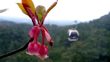 Rực rỡ hoa Đào chuông trên đỉnh Bà Nà - 1 Đến Bà Nà vào dịp đầu xuân, du khách sẽ được chiêm ngưỡng hoa Đào chuông
