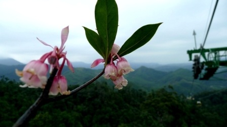 Rực rỡ hoa Đào chuông trên đỉnh Bà Nà - 4 Rực rỡ hoa Đào chuông trên đỉnh Bà Nà - 4