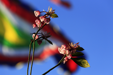 Rực rỡ hoa Đào chuông trên đỉnh Bà Nà - 9 Rực rỡ hoa Đào chuông trên đỉnh Bà Nà - 9