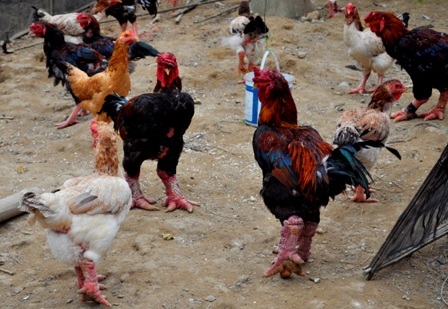 Đàn gà Đông Tảo của ông Trần Hiệp