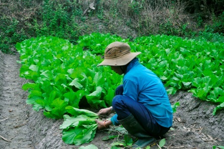
Cải giá 50-60 ngàn/chục cao nhất từ trước đến giờ, hiện nay còn 40 ngàn/chục nhưng mức giá vấn rất cao

