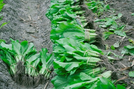 Những kẹp cải xanh mơn mởn được trồng theo tiêu chuẩn VietGap chuẩn bị được thương lái thu mua