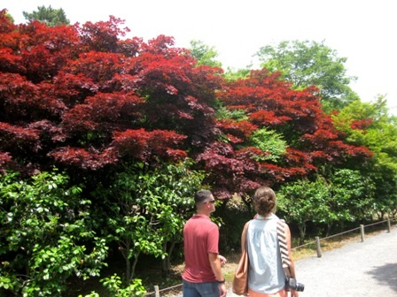 Hoàng cung Kyoto - địa điểm không thể bỏ qua khi đến Nhật Bản - 5