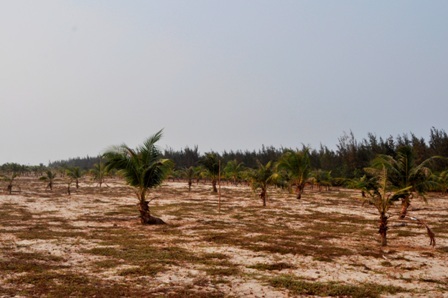 Nơi an táng và thờ tự được bố trí trên gò đất cao, xung quanh là những hàng dừa xanh